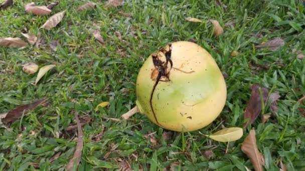 Footage Common Crescentia Cujete Calabash Tree — Stock Video