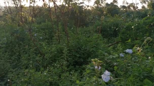 晨光之花的白色野丛的镜头 — 图库视频影像