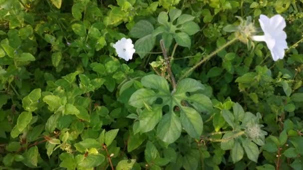 Imagens Dos Arbustos Brancos Selvagens Flor Glória Manhã — Vídeo de Stock