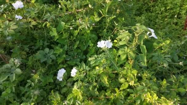 Imágenes Los Salvajes Arbustos Blancos Flor Gloria Mañana — Vídeo de stock