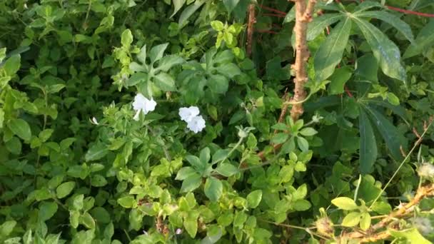 Footage Wild White Bushes Morning Glory Flower — Stock Video