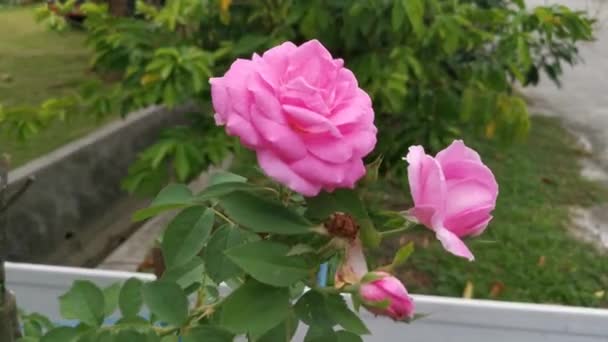 Footage Beautiful Pink Rosa Chinensis Jacq Flower — Stock Video