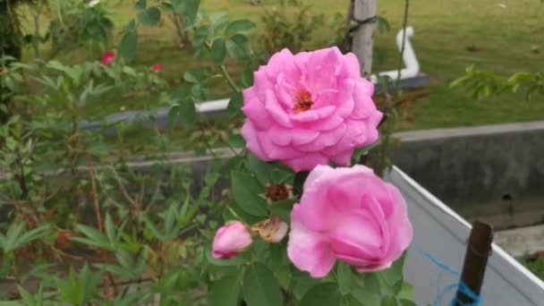 Güzel Pembe Rosa Chinensis Jacq Çiçeğinin Görüntüleri — Stok video