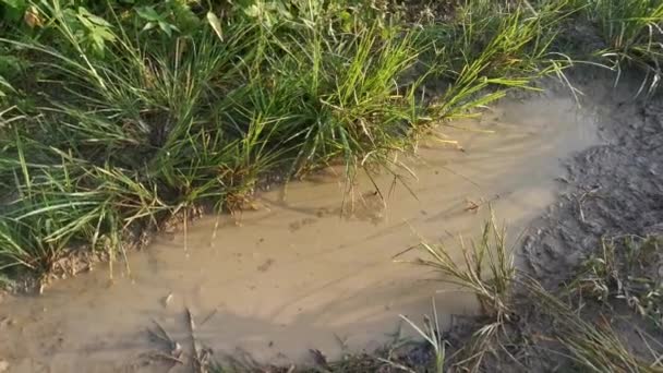 Footage Muddy Puddle Jelly Liquid Tabpole Eggs — Stock Video