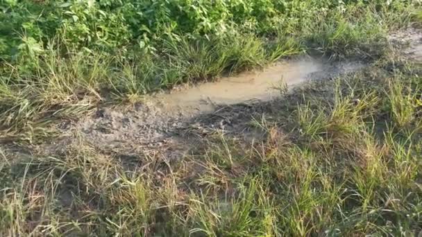 Metraje Del Charco Fangoso Con Gelatina Líquida Los Huevos Tabpole — Vídeos de Stock