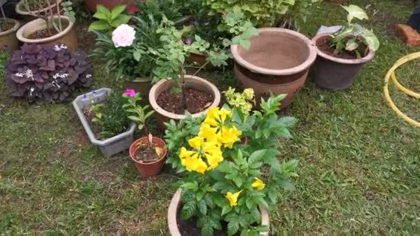 Záběry Krásné Žluté Tecoma Stans Květ — Stock video