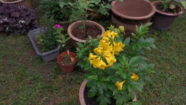 Imágenes Hermosa Flor Tecoma Stans Amarillo — Vídeos de Stock