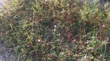 Çalılıklarda yetişen yabani mimoza pudika bitkisinin görüntüleri.
