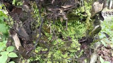 Palmiye ağacının gövdesinde yetişen küçük yeşil yosunlu ya da mantarlı