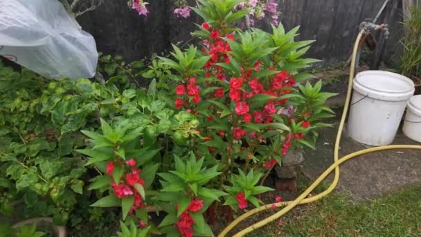 Imagens Jardim Florescendo Com Flores Impatiens Balsamina — Vídeo de Stock