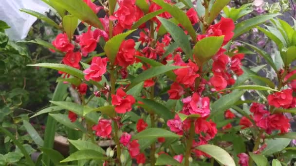 Záběry Rozkvetlé Zahrady Netrpělivými Balsaminovými Květy — Stock video