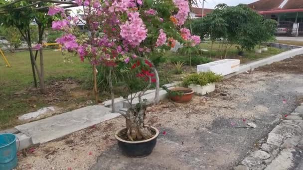 Footage Colorful Bougainvillea Flower Growing Garden — Stock Video