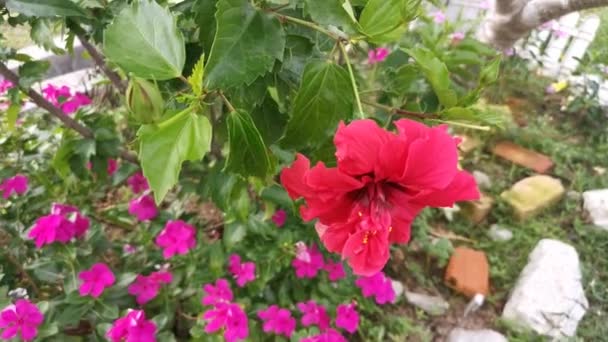 Imagens Dos Híbridos Hibisco Rosa Sinenis Flor — Vídeo de Stock