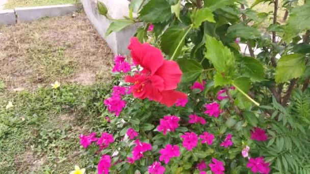 Footage Hybrids Hibiscus Rosa Sinenis Flower — Stock Video