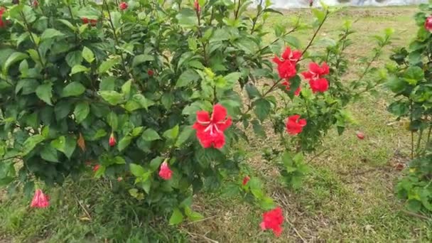 Beeldmateriaal Van Hybriden Hibiscus Rosa Sinenis Bloem — Stockvideo