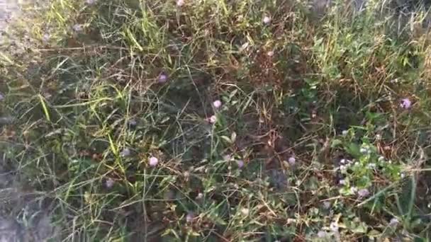 Aufnahmen Der Wilden Mimose Pudica Die Gebüsch Wächst — Stockvideo