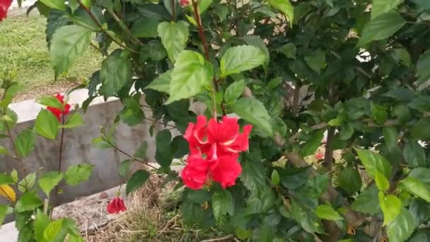 Optagelser Hybriderne Hibiscus Rosa Sinenis Blomst – Stock-video