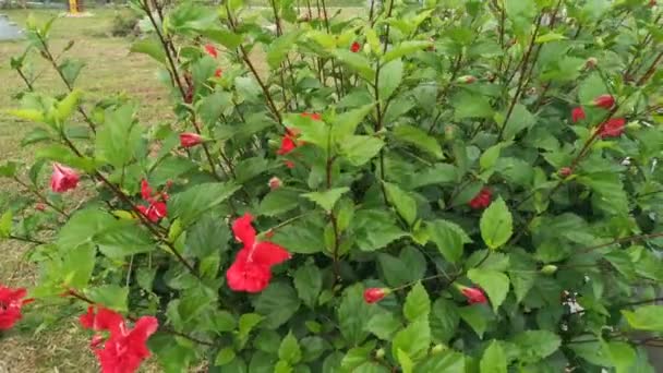 Imágenes Los Híbridos Hibisco Rosa Sinenis Flor — Vídeos de Stock