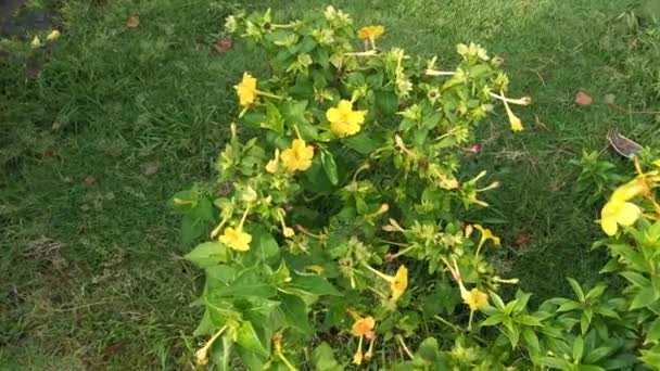 Riprese Dei Fiori Gialli Mirabilis Jalapa — Video Stock