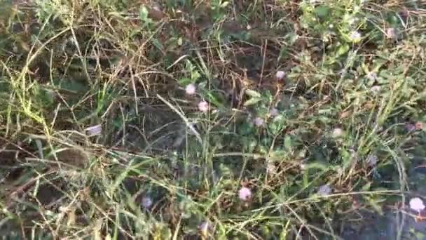 Bilder Den Vilda Mimosa Pudica Växten Som Växer Buskarna — Stockvideo