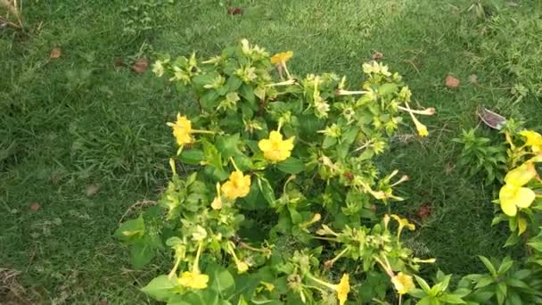Aufnahmen Der Gelben Mirabilis Jalapa Blüten — Stockvideo