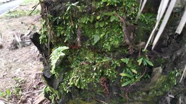 Imagens Pequeno Musgo Verde Fungo Que Cresce Tronco Palmeira — Vídeo de Stock