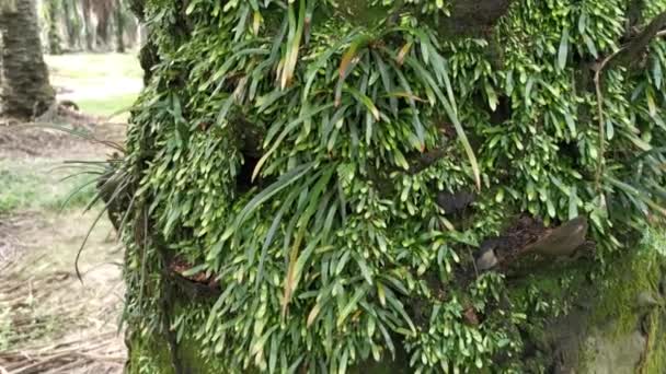 Imagens Pequeno Musgo Verde Fungo Que Cresce Tronco Palmeira — Vídeo de Stock