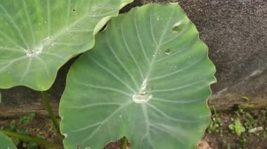 Colocasia esculenta yapraklarının görüntüleri..