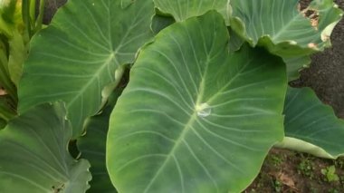Colocasia esculenta yapraklarının görüntüleri..