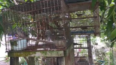 Kafeslerdeki birçok zebra güvercininin görüntüleri.. 
