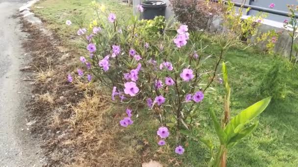 Следы Фиолетовых Растений Афеландры Симплексной — стоковое видео