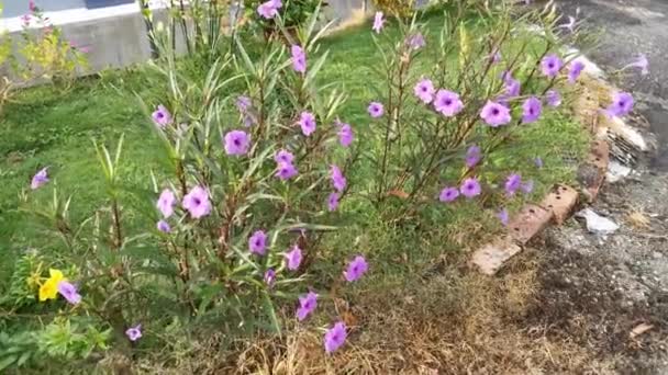 Footaage Purple Aphelandra Simplex Plants — Stock Video