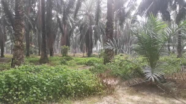 Timelapse Matinée Sombre Plantation Palmiers Huile — Video