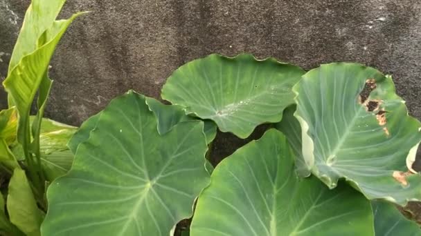 Beeldmateriaal Van Colocasia Esculenta Bladeren — Stockvideo