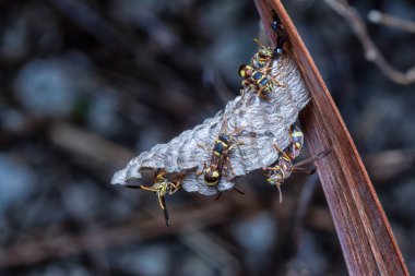 Arı ve arı kovanına yakın çekim