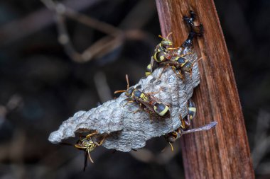 Arı ve arı kovanına yakın çekim