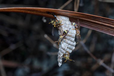 Arı ve arı kovanına yakın çekim