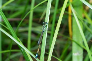 Yeşil metalik kızböceğinin yakın çekimi