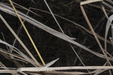 Asya bahçe yılanı yabani otların üzerinde sürünüyor..