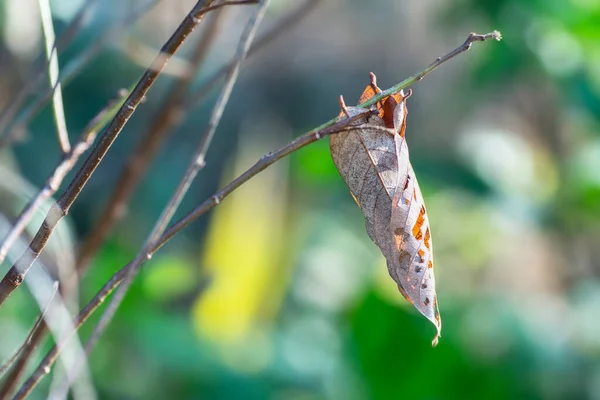 Feuilles Flétries Accrochées Aux Branches Aux Rameaux Des Arbres — Photo