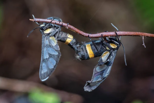 Tiro Cercano Amata Bicincta Polillas Apareamiento — Foto de Stock