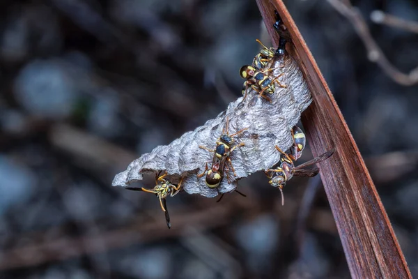 Arı ve arı kovanına yakın çekim