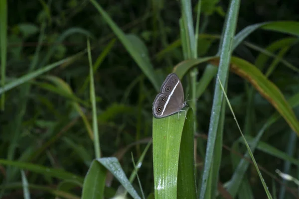 Tiro Cerca Mycalesis Perseus Mariposa —  Fotos de Stock