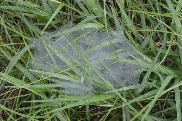 Spidery Cobweb Trap Green Grass — Stock Photo, Image