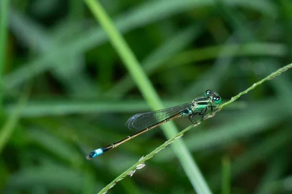 Στενή Βολή Του Πράσινου Μεταλλική Damselfly — Φωτογραφία Αρχείου