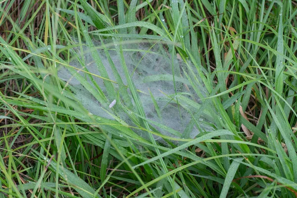 거미줄 모양의 거미줄 — 스톡 사진
