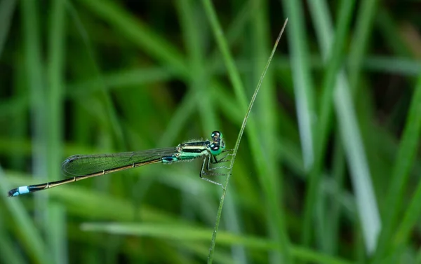 Tiro Perto Damselfly Metálico Verde — Fotografia de Stock