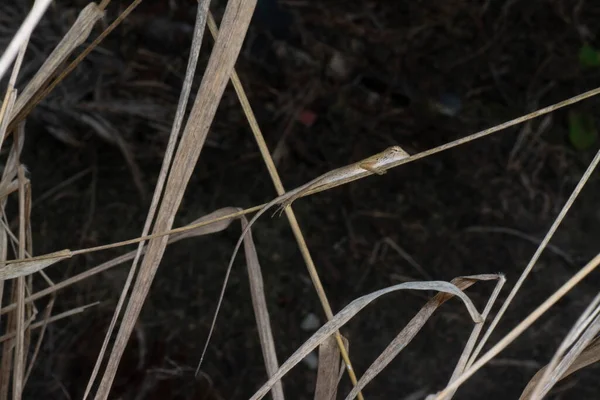 Orientalische Garteneidechse Calotes Versicolor Bunte Wandelbare Eidechse Aus Asiatischen Wäldern — Stockfoto
