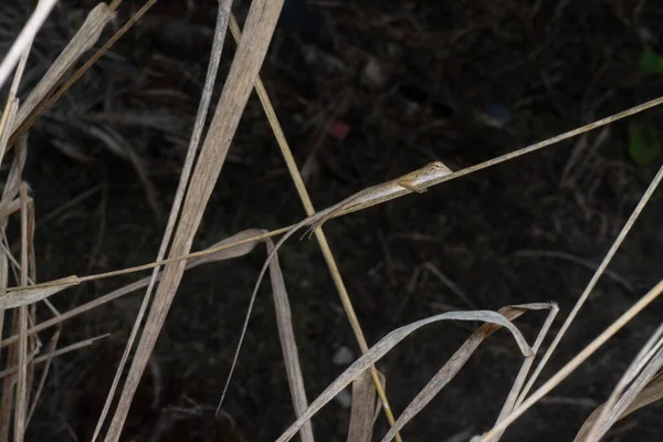 Kadal Taman Oriental Calotes Versicolor Kadal Yang Dapat Diganti Warna — Stok Foto