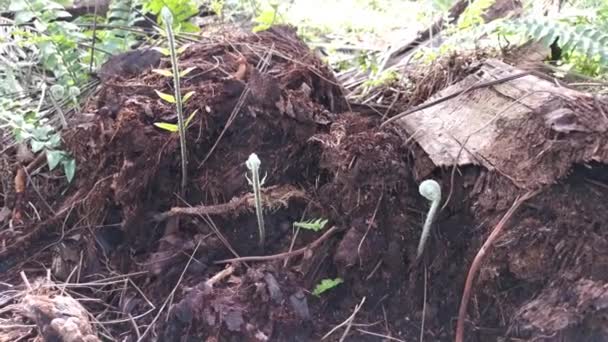 野生蕨类芽从腐烂的树干发芽的镜头 — 图库视频影像